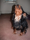 Sampson 014
